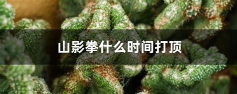 山影拳|山影拳是什么,山影拳知识大全